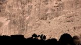 Dromedaries, Todra Gorge, Morocco - Moritz Attenberger